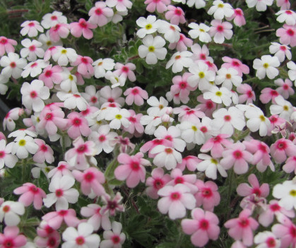 Androsace barbulata 
